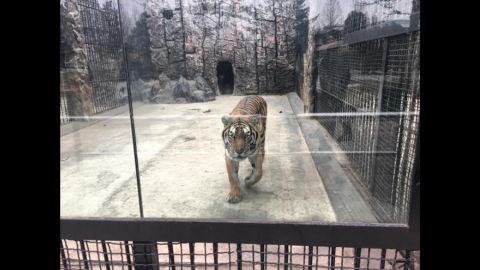 A tiger is seen at a zoo in Pyongyang on February 19. CNN's Will Ripley, Tim Schwarz and Justin Robertson were the only Western broadcasters reporting from North Korea after it conducted a ballistic missile test on February 12. <a href="http://www.cnn.com/2017/02/15/asia/north-korea-photos-video/" target="_blank">See their dispatches</a>.