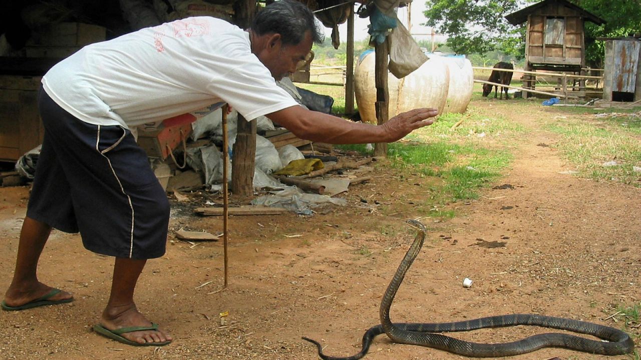One of the Cobra Village's professional handlers plays with his personal pet snake. 
