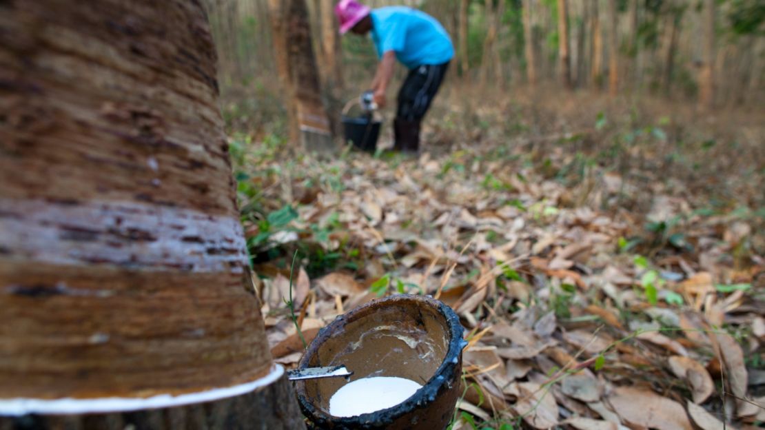 A rubber plantation in Rayong.