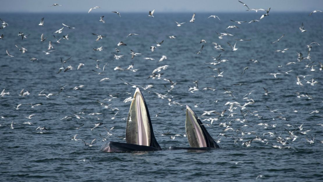 Samut Sakhon: Sea, salt, shrimps and cetaceans. 