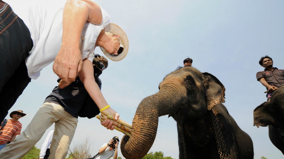 Pachyderm power in Surin, the home of the elephant.