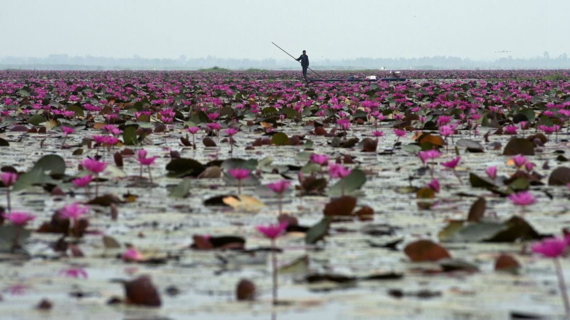 Udon Thani's lily pad landscape.