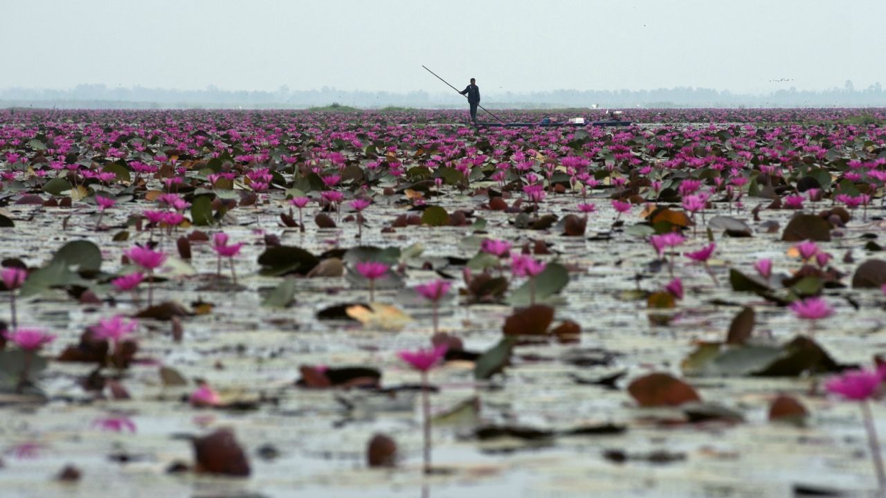 Udon Thani's lily pad landscape.