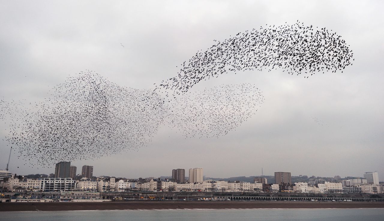 The spectacle of thousands of birds whirling above Brighton pier is unforgettable.