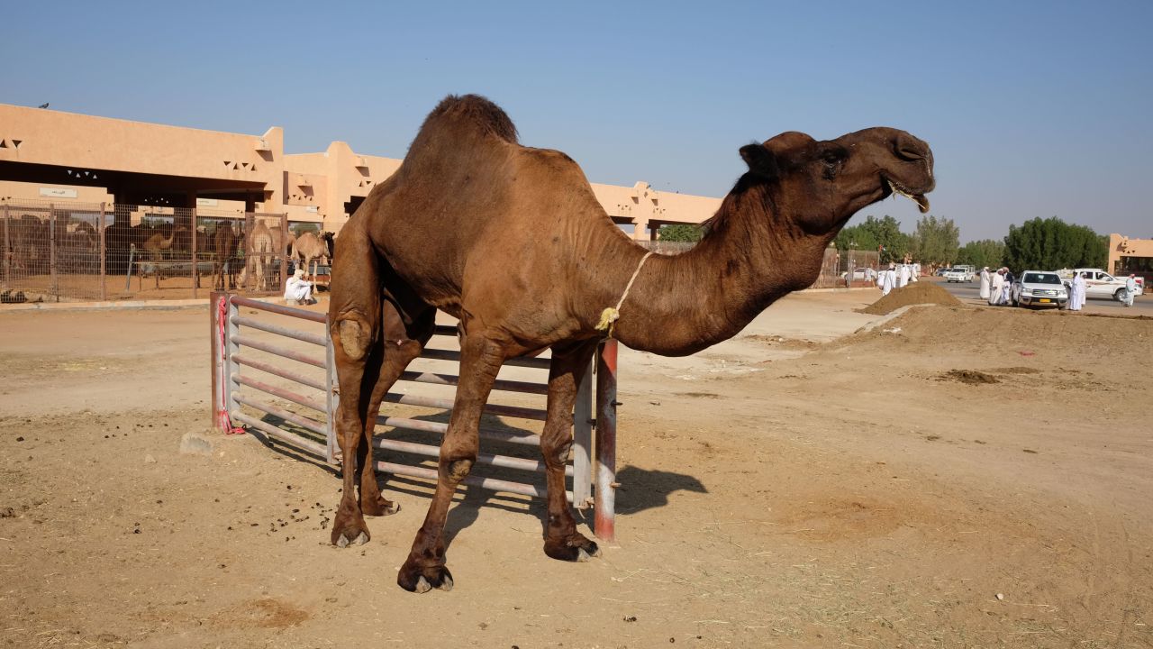 <strong>Older camel: </strong>Khan says this bigger camel is about 15 years old. He says it'll fetch a higher price, but the meat isn't to everyone's taste. "No one's going to eat him... except maybe Omanis."