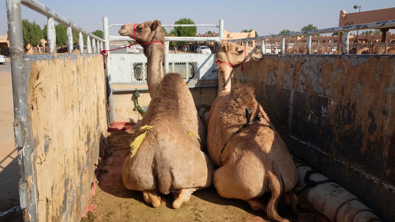<strong>Camel trucks: </strong>Once purchased, bigger camels get loaded onto the back of trucks to be driven away. They're bought for meat, usually to be cooked and served at celebrations such as weddings.