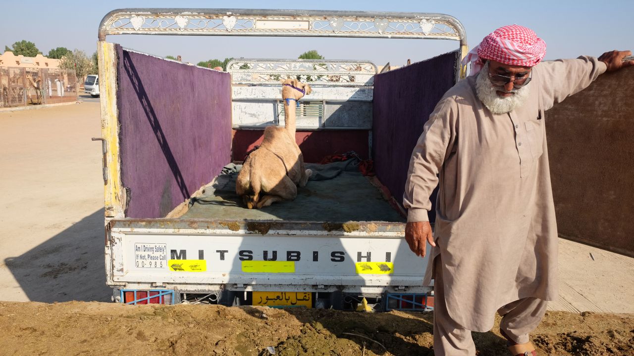 Once purchased, camels are driven away in trucks or pickups.