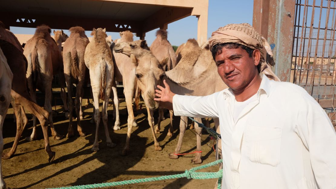 Young camels retail for about $1,000. 