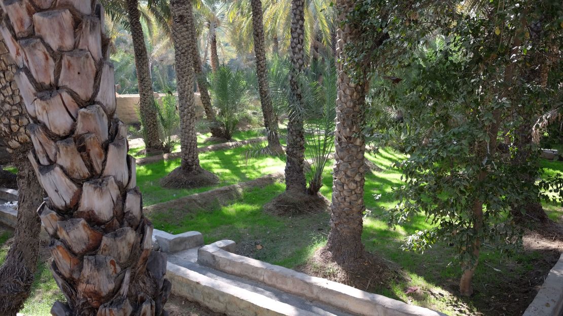 Al Ain is home to 100 varieties of date palm. 