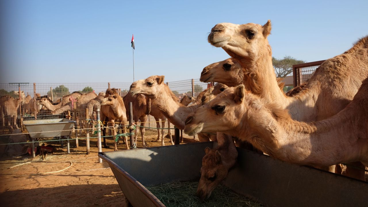 <strong>Camel souk: </strong>Al Ain is home to the last remaining traditional camel market in the United Arab Emirates. Folks come from far and wide to haggle over humped beasts.