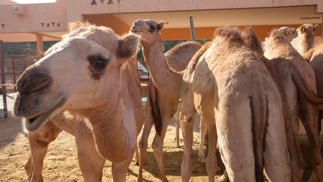 <strong>Tasty beasts: </strong>Khan says his one-year-old camels typically sell for about $1,000. "These young boys have a good taste, they'll give some nice meat," he adds.