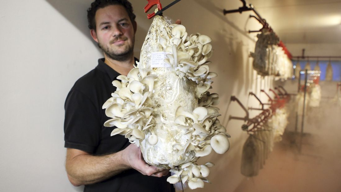 <strong>Environmentally-savvy residents: </strong>Mark Slegers of Rotterzwam shows a harvest of oyster mushrooms in Rotterdam, the Netherlands. Rotterzwam grows mushrooms in used coffee grinds gathered from cafes.