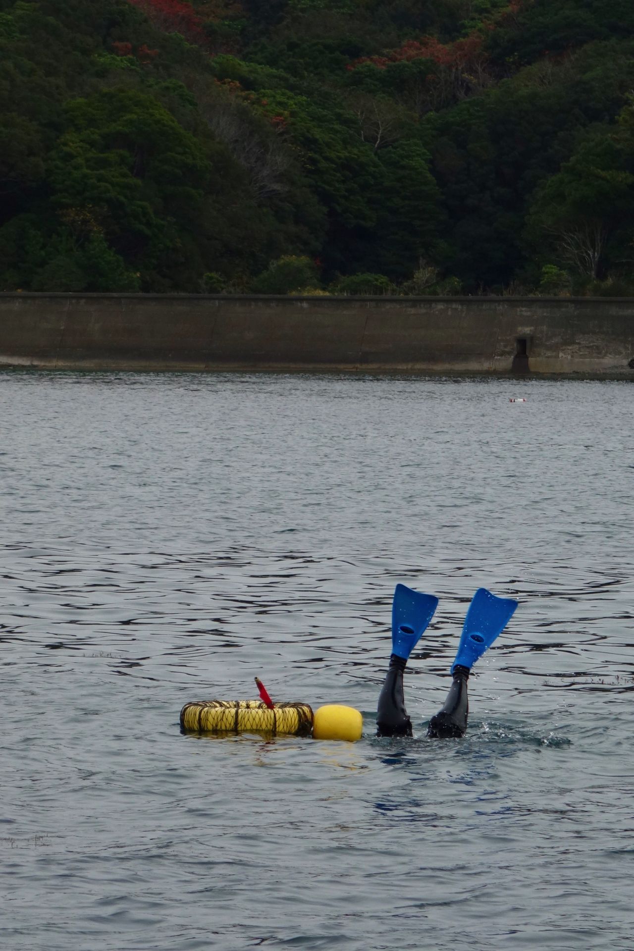 <strong>A weighty task: </strong>As the ama divers descend, their blue, yellow and green fins are the last thing to disappear into the sea. The women on this team typically dive from 33-50 feet in depth. They tie heavy weights around their waists to help them descend quicker.  