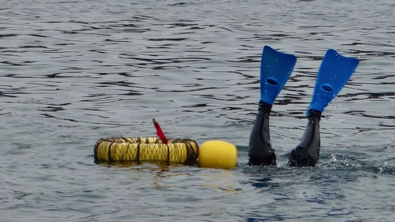 As the ama divers descend, their  fins are the last thing to disappear into the sea. 