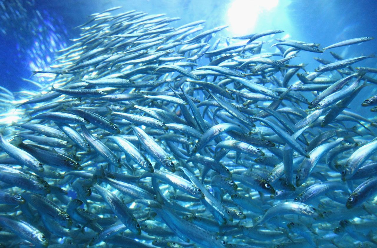 Watch the glorious underwater spectacle of the Sardine run -- the greatest shoal on earth.