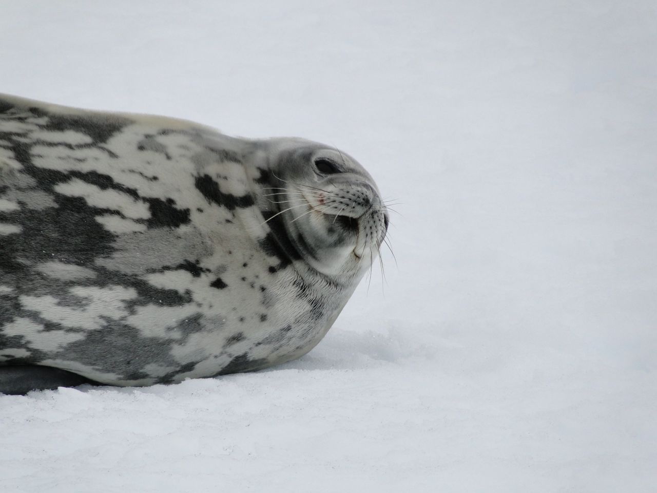 Unlike crabeater seals, weddell seals are extremely placid and can be approached without causing much apparent stress. This one seemed quite happy to pose for a photograph.