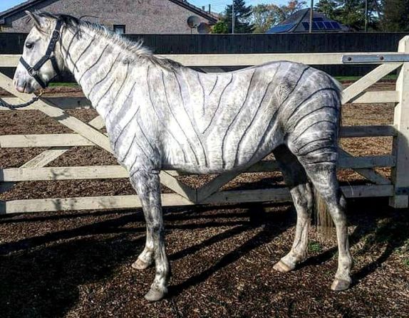 "My first full body custom was the zebra clip on my little Welsh pony," Scott recalls. "It helped him stay cool enough not to sweat during work, but also not to be too chilly during warm up/ cool down phases of exercise."