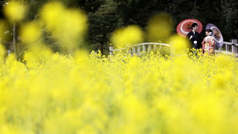 <strong>Tokyo:</strong> A bride and groom pose in traditional dress by a rapeseed oil field in Hamarikyu Garden in February. The flowers are expected to remain in bloom until the end of March. 