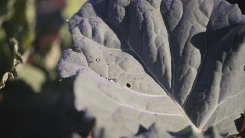 Using WeFarm, farmers can send texts to ask about diseases that might be affecting their crops.