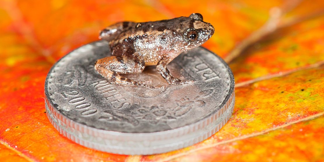 The Thumbelinas of the frog world took five years to discover. This is the Robinmoore's Night Frog (Nyctibatrachus robinmoorei) sitting
on an Indian five rupee coin.