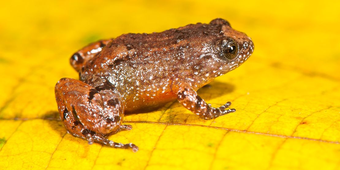 Tiny night frogs prefer land and do not have webbed feet. This is the Manalar Night Frog (Nyctibatrachus manalari).