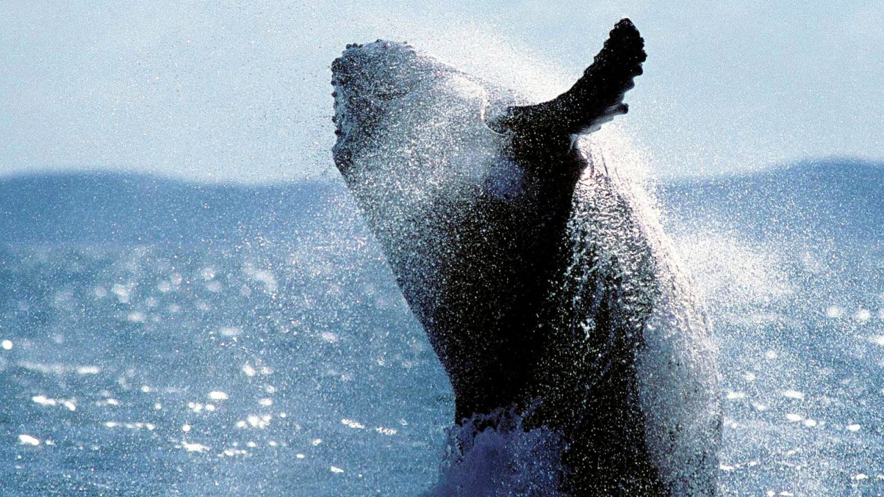 humpback whale - best whale watching