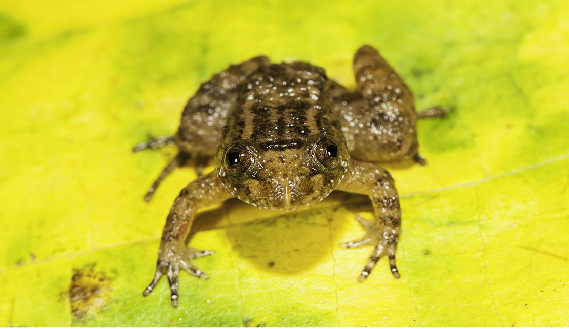 One of the new species is the Athirappilly Night Frog (Nyctibatrachus athirappillyensis).