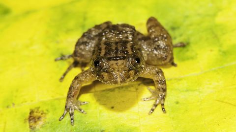 One of the new species is the Athirappilly Night Frog (Nyctibatrachus athirappillyensis).