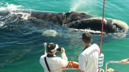 southern right whale - best whale watching