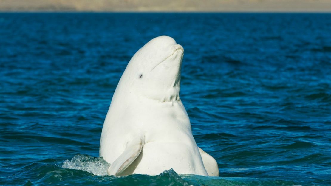 Known for their endearing playfulness, Belugas often spit water at each other ... or nearby humans.