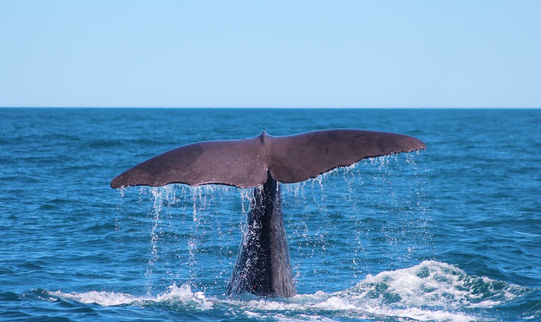 The sperm whale has the largest brain of any animal in the world.