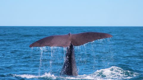 Whale-watching sites: Best places around the world | CNN