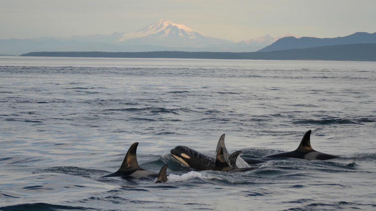 Orcas use group hunting techniques to eat sea lions, walruses and even other whales.