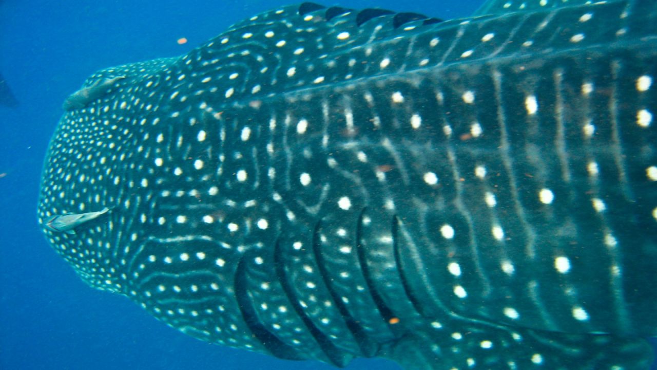 The plankton-feeding whale shark is one of the ocean's gentle giants.