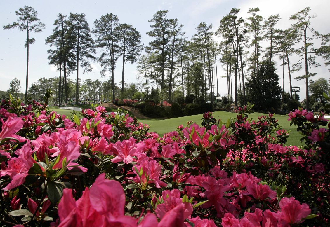 The Masters Augusta's azaleas bloom early CNN