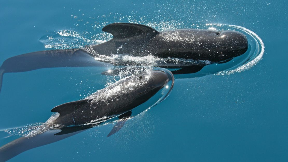 Pilot whales can dive to 1,000 meters at speeds reaching nine meters-per-second.