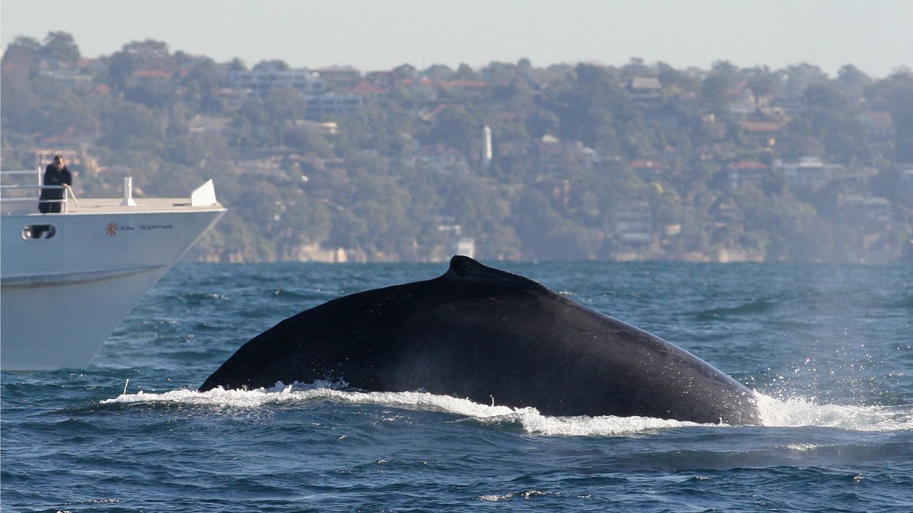 Whale watching tours can make sure that catching sight of the giant mammal is no fluke.