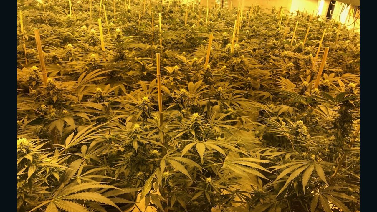 Authorities in the UK say thousands of cannabis plants were discovered during a raid on a nuclear bunker in Wiltshire on Feb. 23, 2017. 