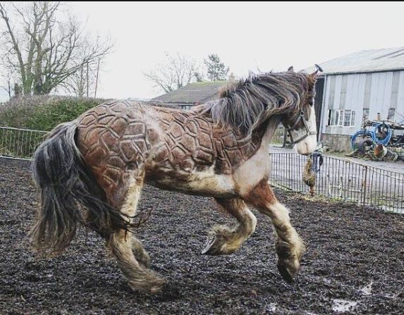 Scott says she was inspired by the work of a girl in New Zealand, but also by the fact full body clips allowed her pony to keep his temperature regulated better than the "traditional" clip patterns.