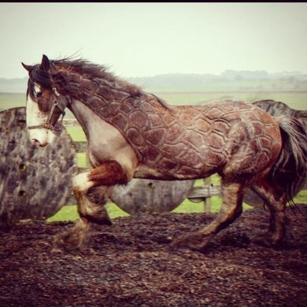 Rider Jillian Scott, from Scotland, makes her living by shaving intricate patterns into the coats of ponies and horses during the winter months.