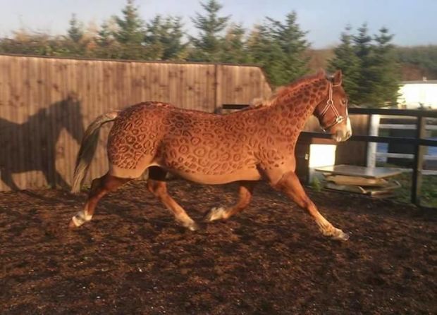 "I think my most popular AND my own personal favorite would have to be my leopard print clip," she enthuses. "I love it, and I have never seen another clipper try to replicate or do their own version so it makes me very proud to say I did it."