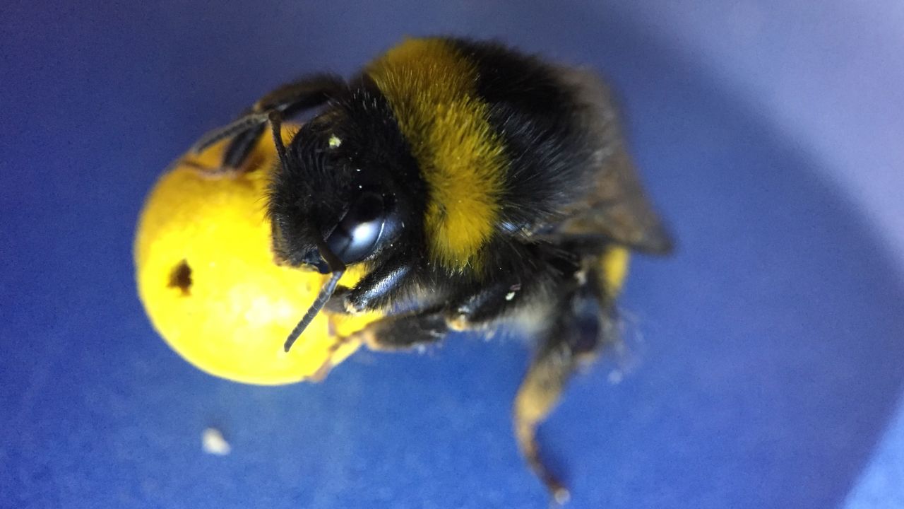 bees learn soccer study 1