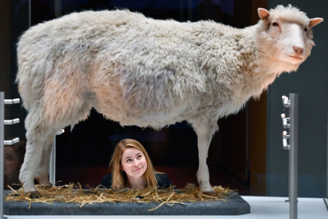Dolly the sheep is now on display at the National Museum of Scotland.