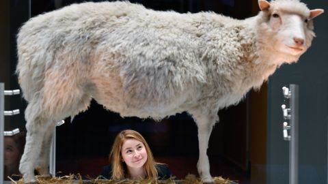 Dolly the sheep: 20 years on, questions remain over cloning | CNN