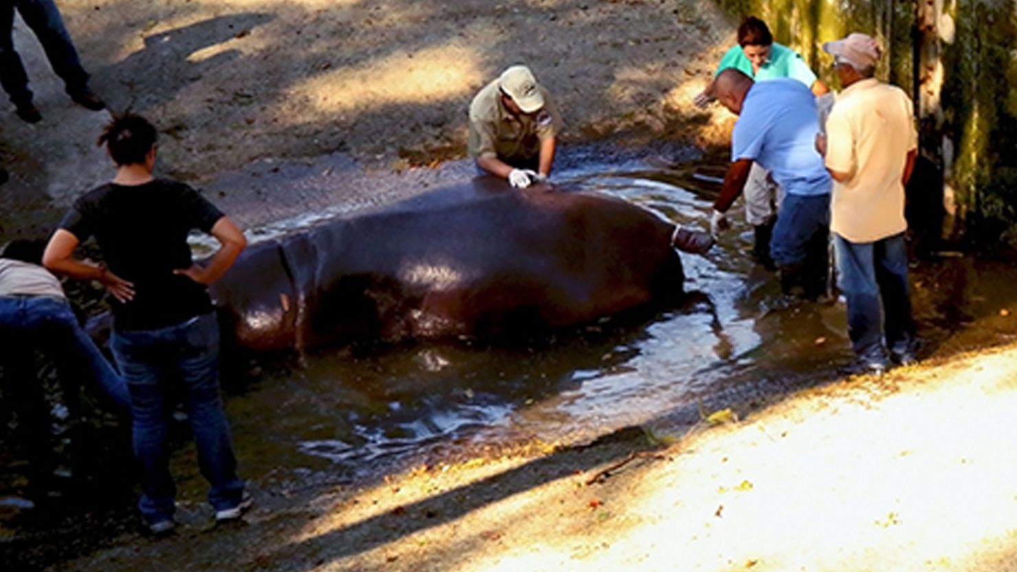 Veterinarians examine Gustavito at the El Salvador's National Zoo on Thursday. 