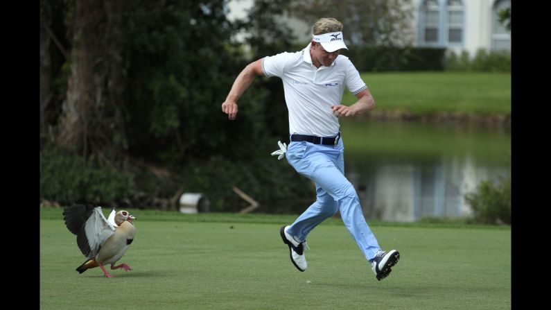 Pro golfer Luke Donald is chased by an Egyptian goose during the second round of the Honda Classic on Friday, February 24. Egyptian geese are common at the PGA National golf course in Palm Beach Gardens, Florida.