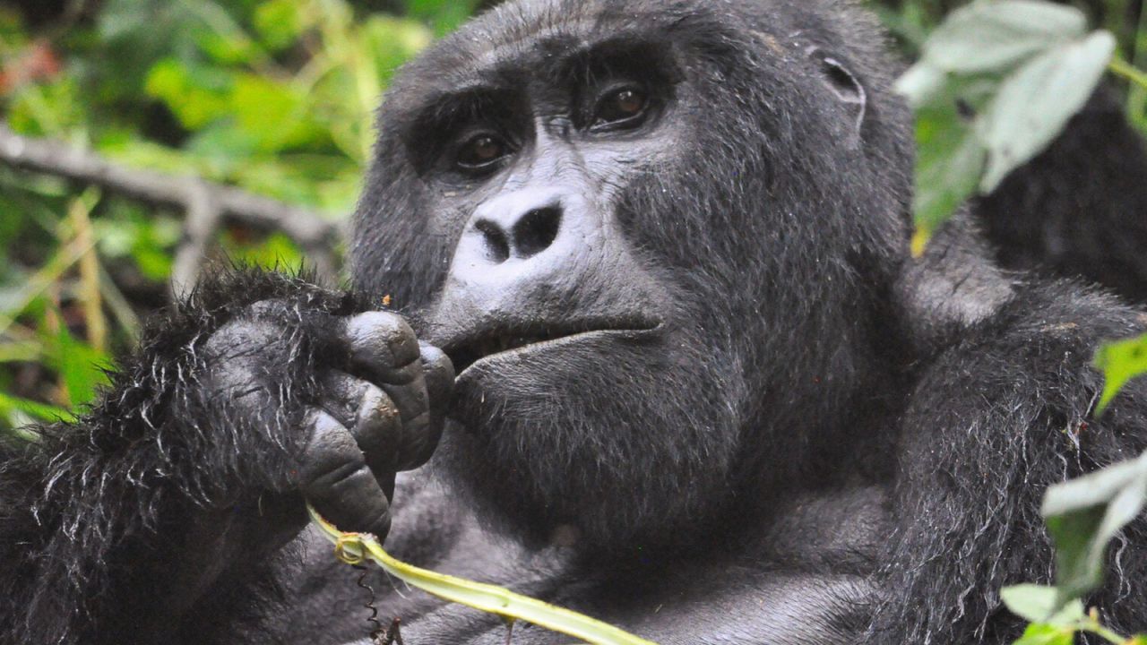 <strong>Find Africa's gorillas in the rain: </strong>Gorilla trekking in Uganda during rainy season may save you some money and, at the same time, help to get the crowds away from your perfect shot.<br />