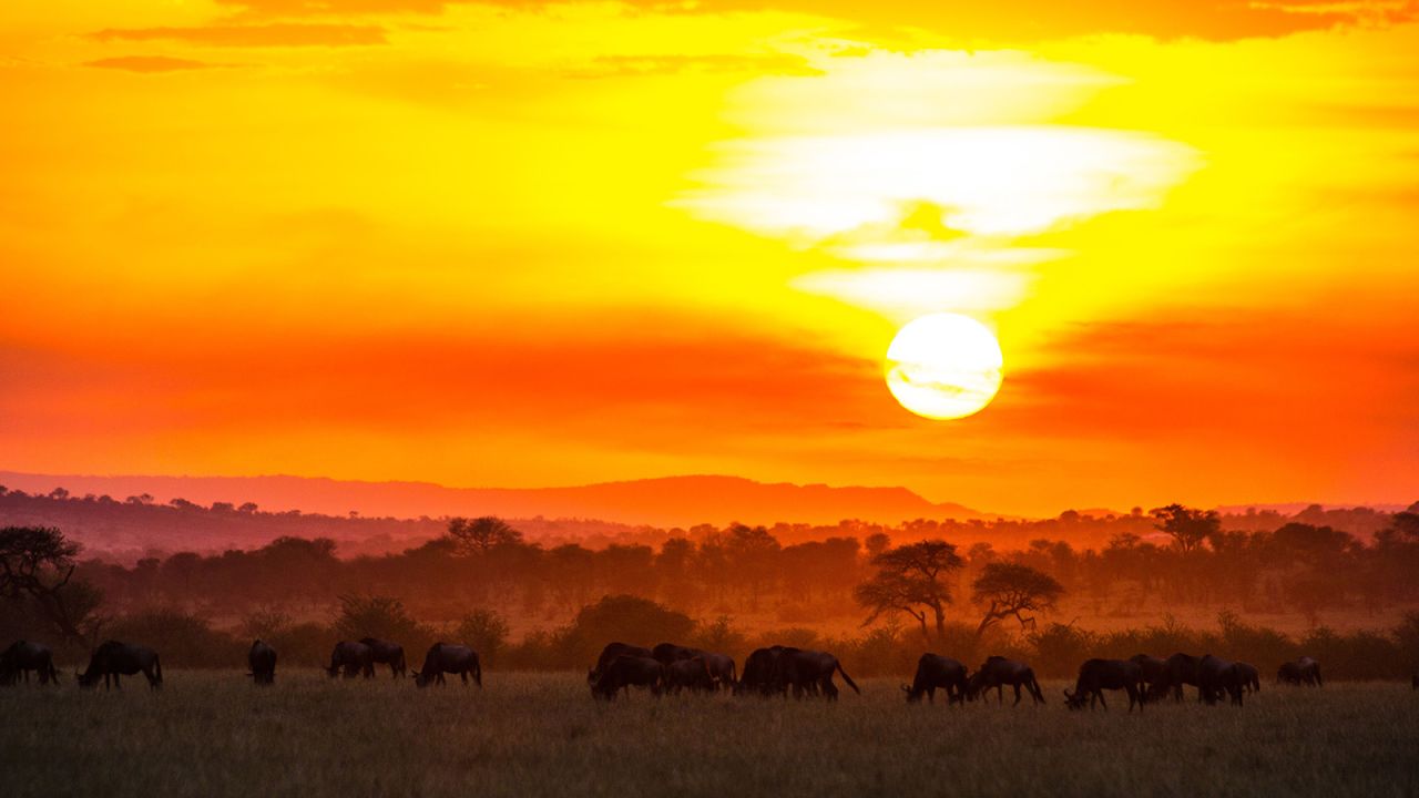 <strong>Skip the big attraction for smaller delights: </strong>Prices to visit Tanzania skyrocket during the predicted Great Migration period, but there is incredible wildlife to see all year round. 