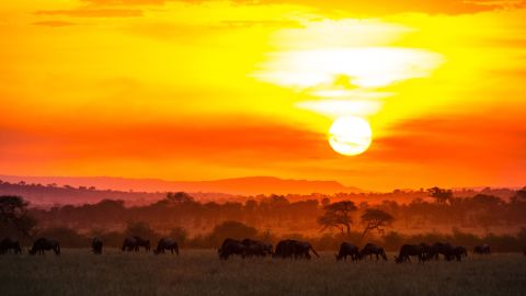 off season travel 6 tanzania sayari-camp-10224-original