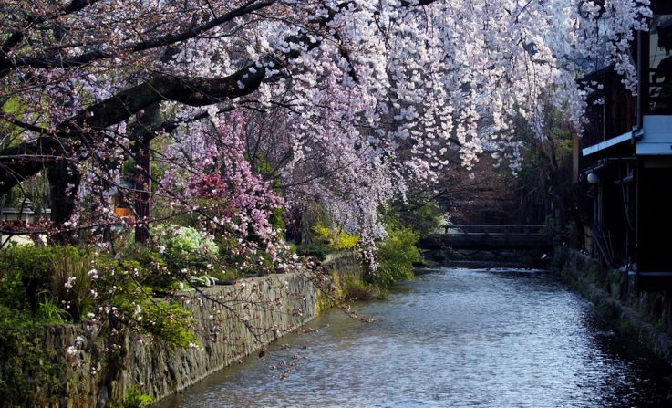 <strong>Gion, Kyoto: </strong>One of the top spots in Kyoto to view cherry blossoms can be found in Gion district. Trees gently curve towards the Shirakawa waterway as their blossoms fall and get carried gently downstream. 